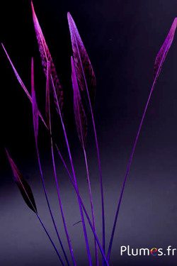 Faisan doré flèche - 25-35 cm - violet